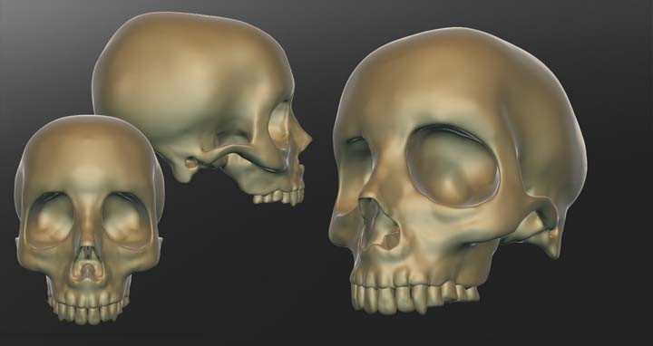 Human Skull (high Poly) preview image 1
